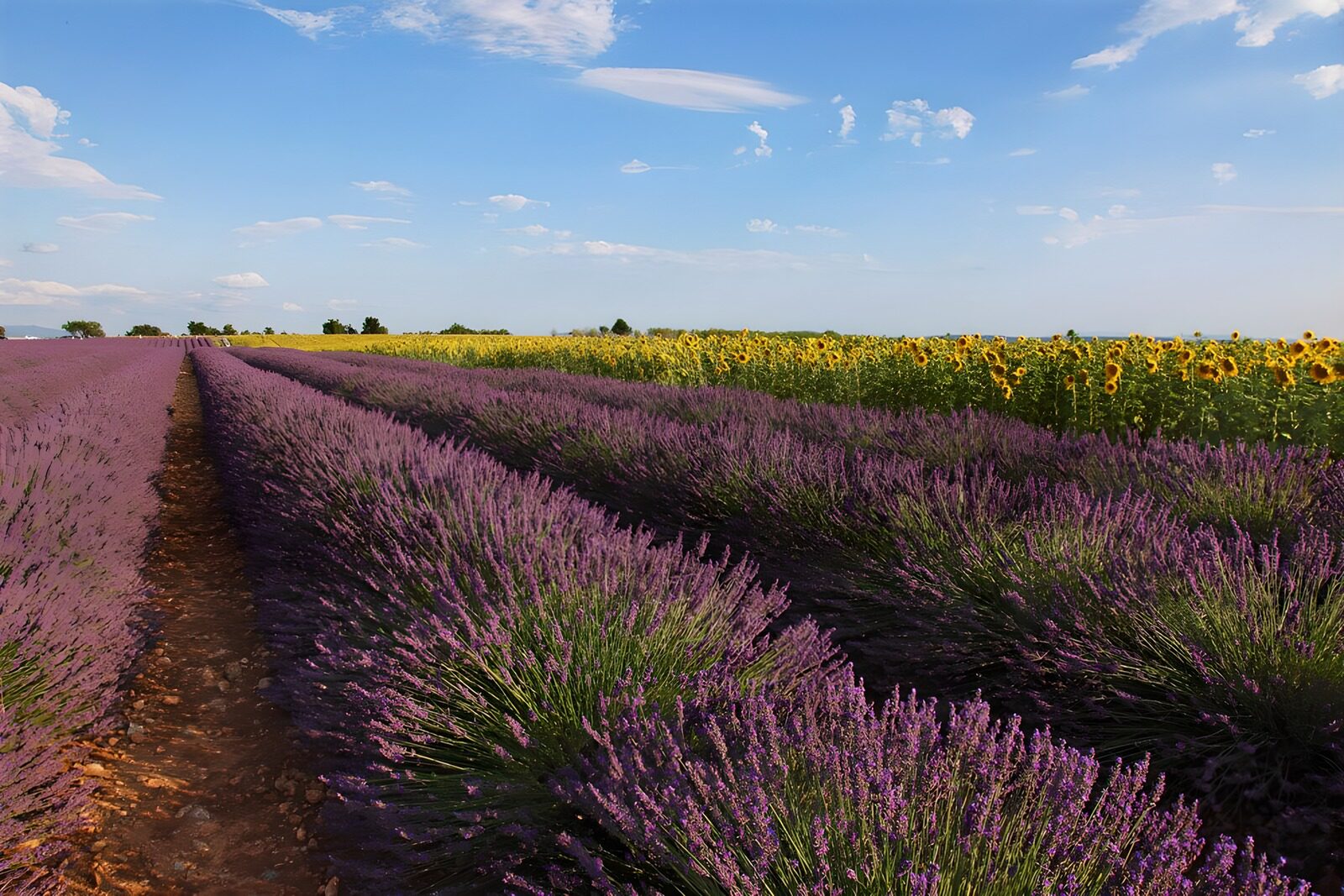 OCCOM6200689: Lavender and Sunflower Fields