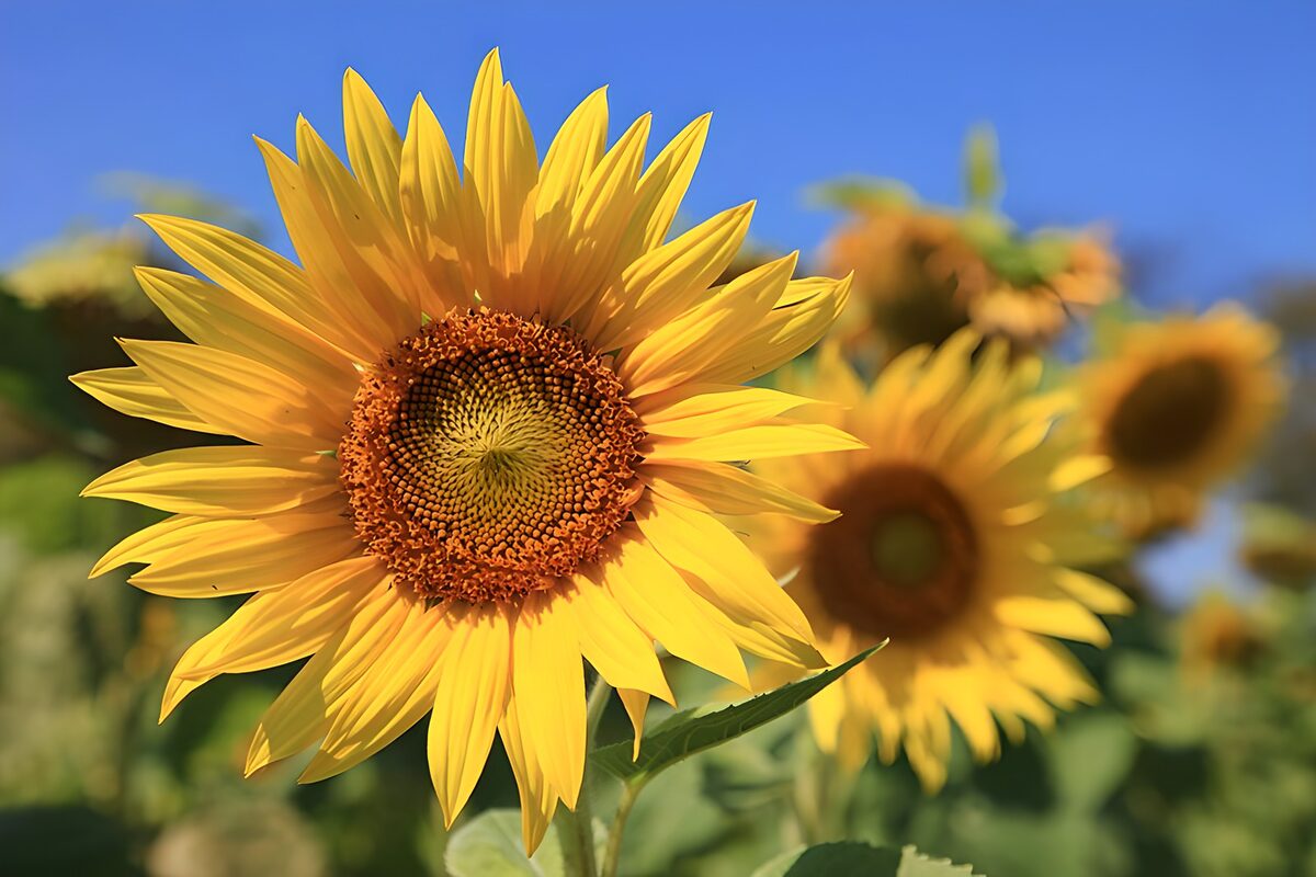 Sunflowers