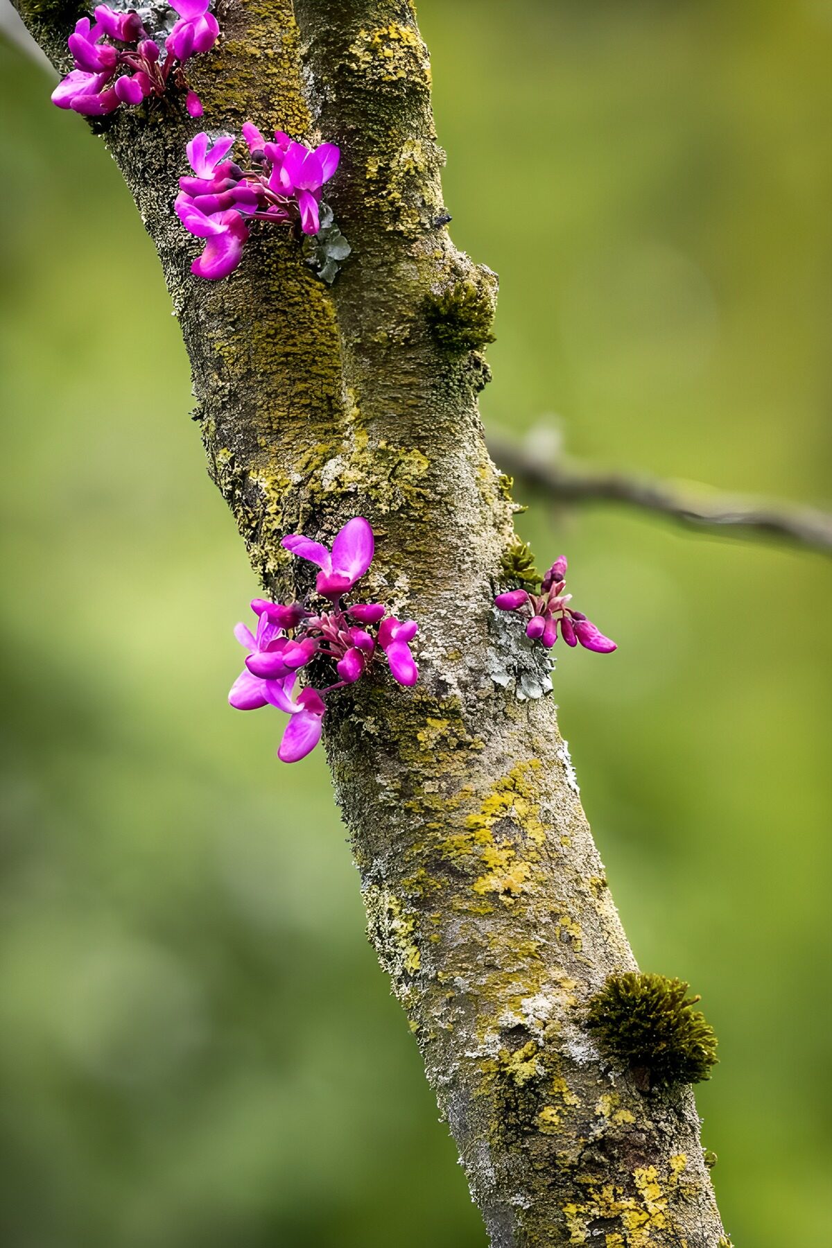 OCCOM5224449: Vibrant Blossoms on a Tree Trunk
