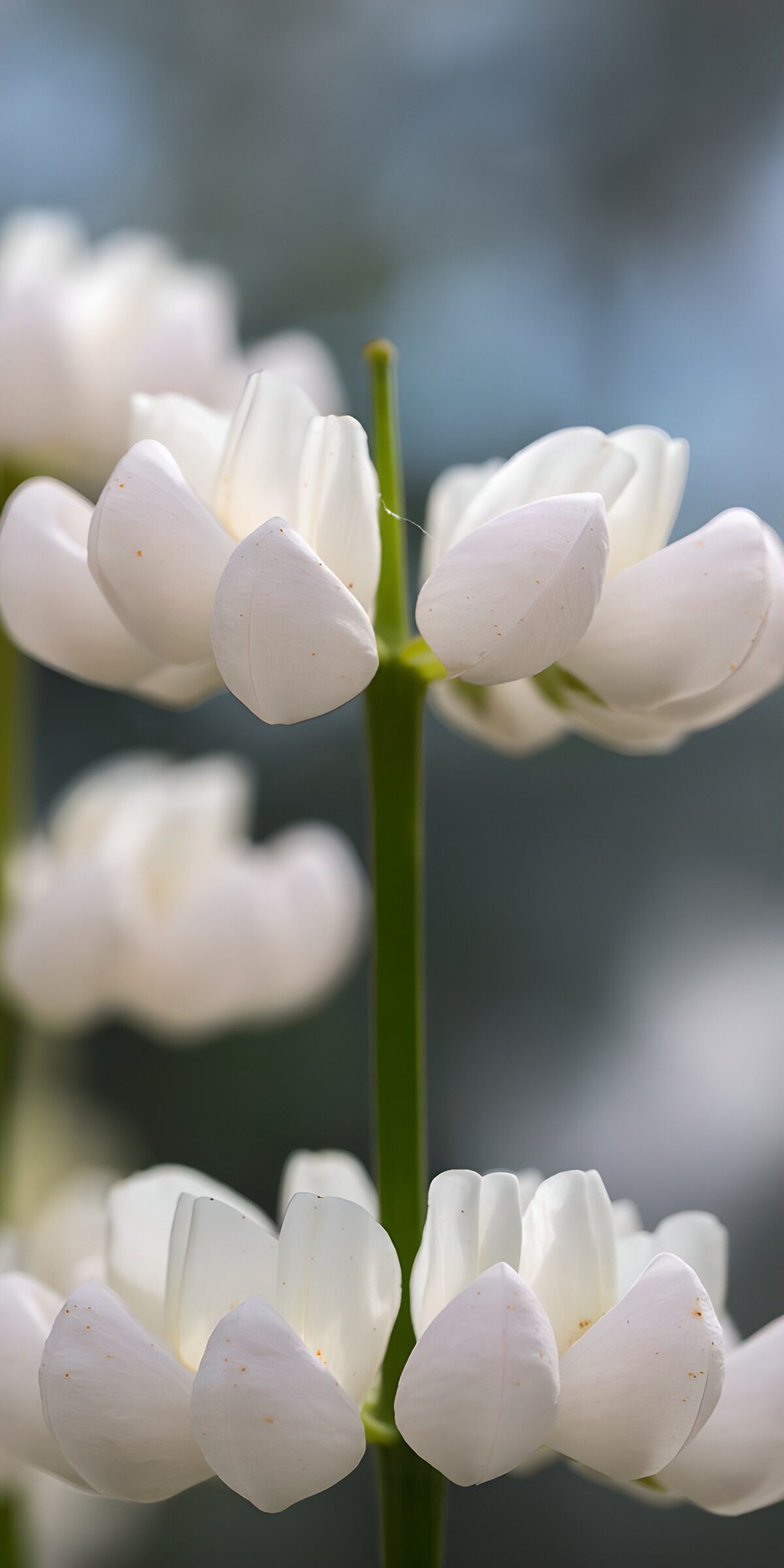 Delicate White Flower Arrangement