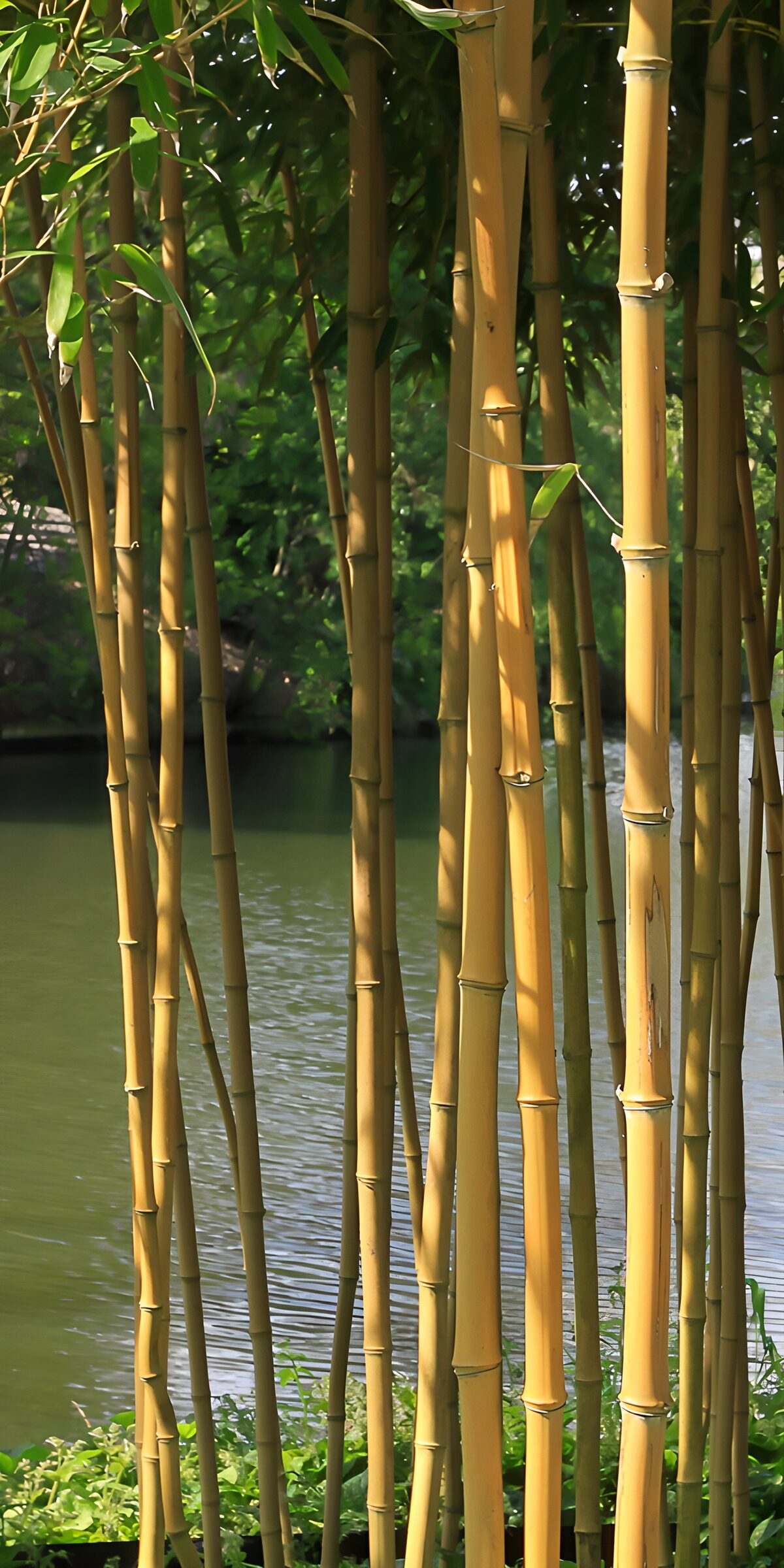 Serene Bamboo Grove by the Water