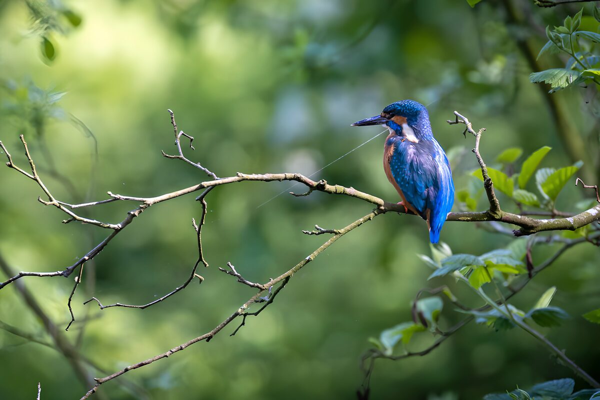 OCCOM8082000: Vibrant Kingfisher on a Branch