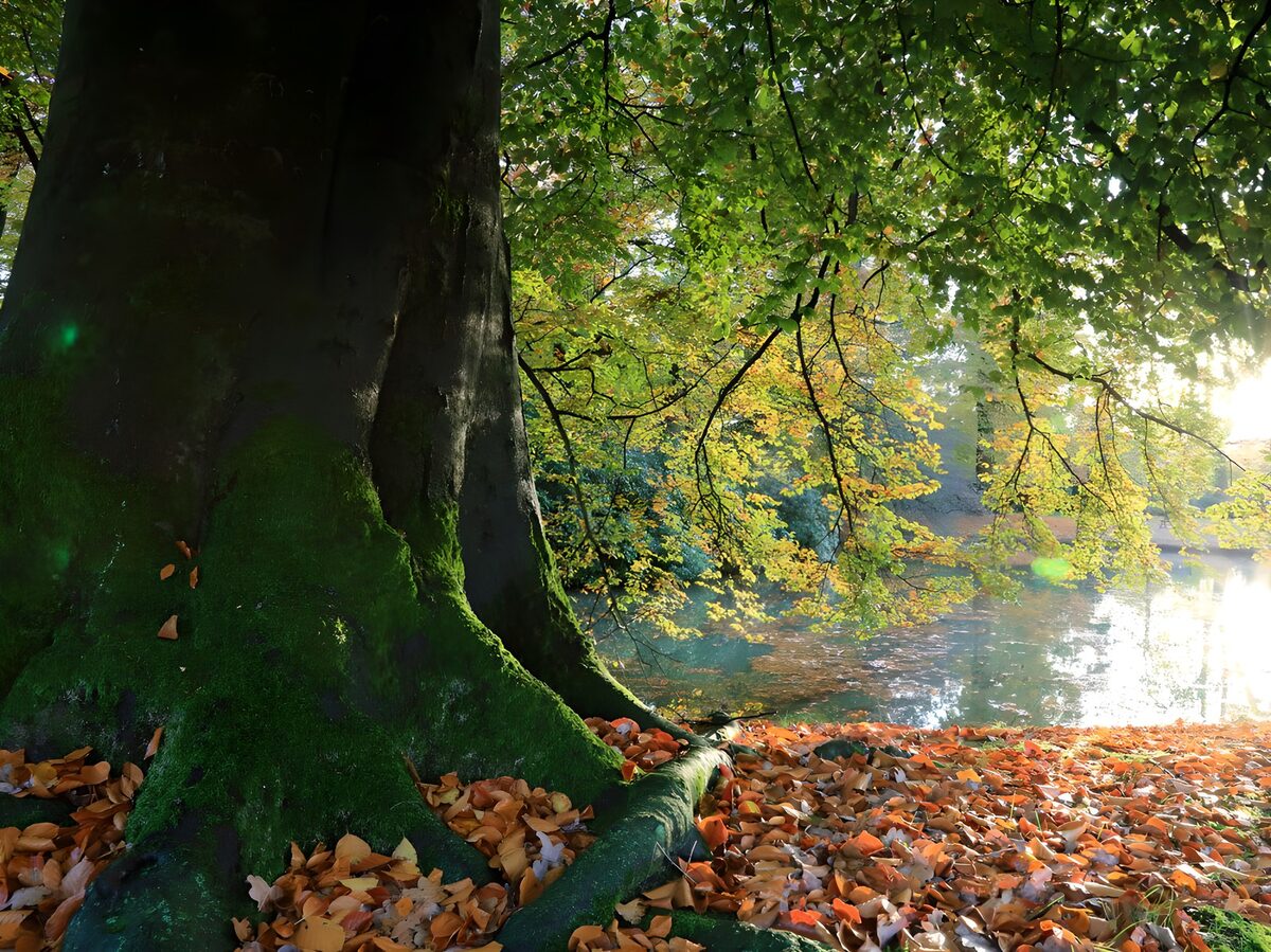 Tranquil Autumn by the Water's Edge