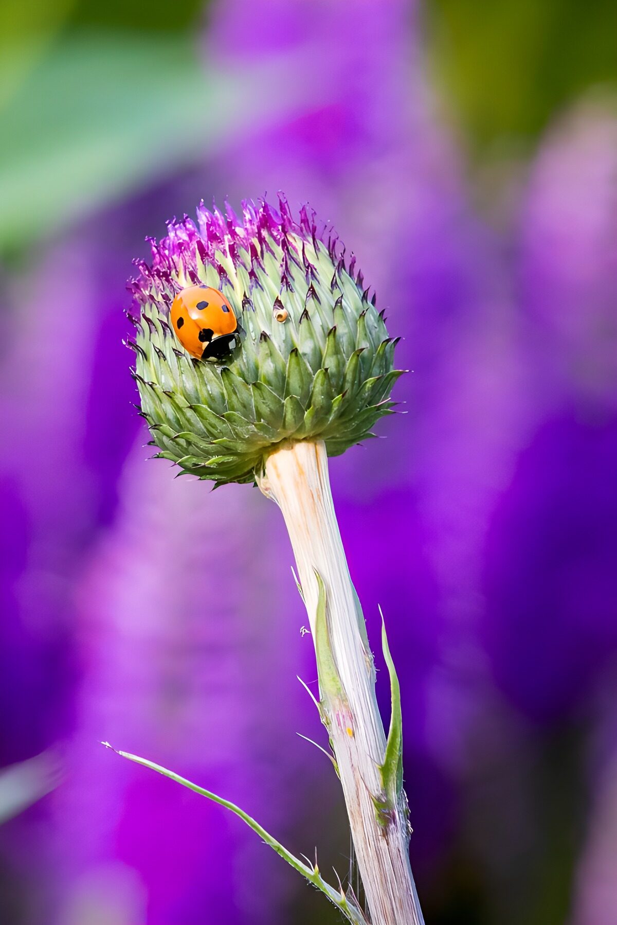 Orange Ladybug with Purple Bokeh