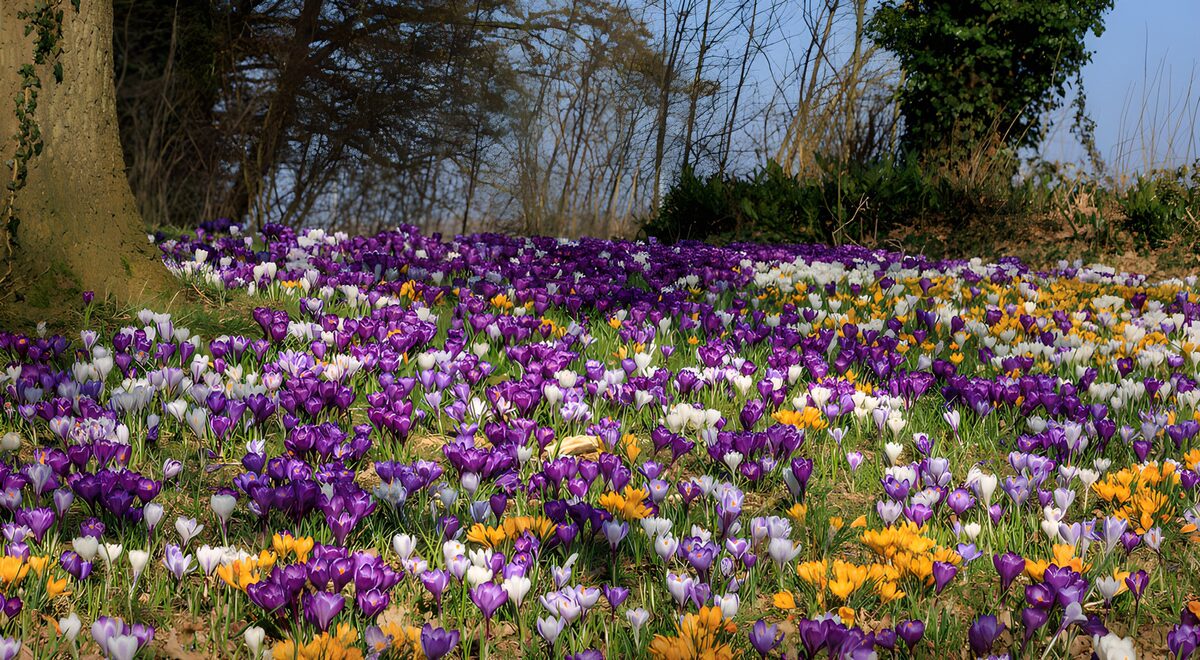 OCCOM6479624: Blooming Crocus Field in Spring