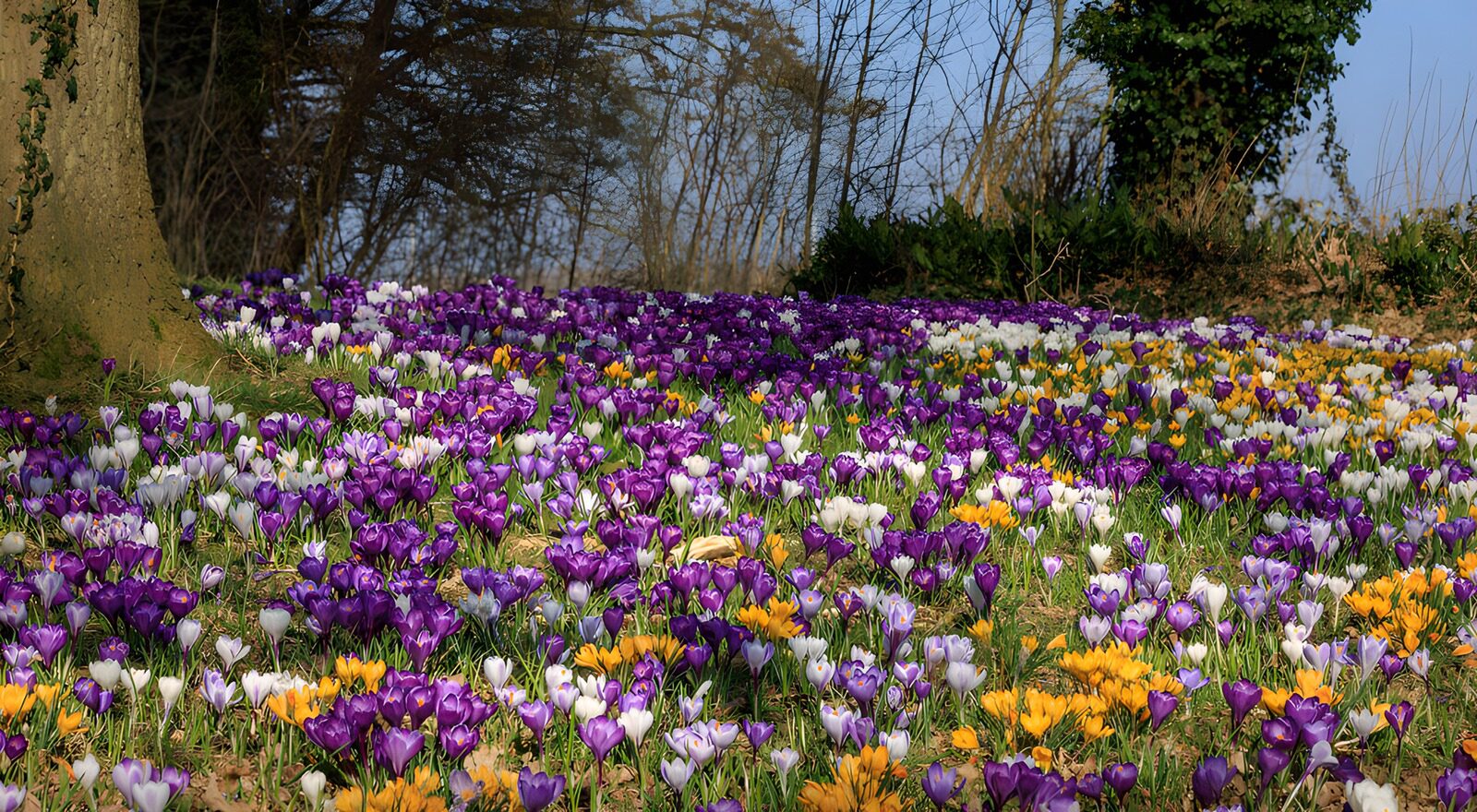 OCCOM6479624: Blooming Crocus Field in Spring