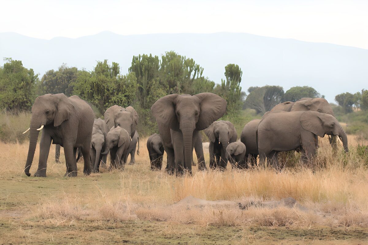 Majestic Elephant Herd in the Wild