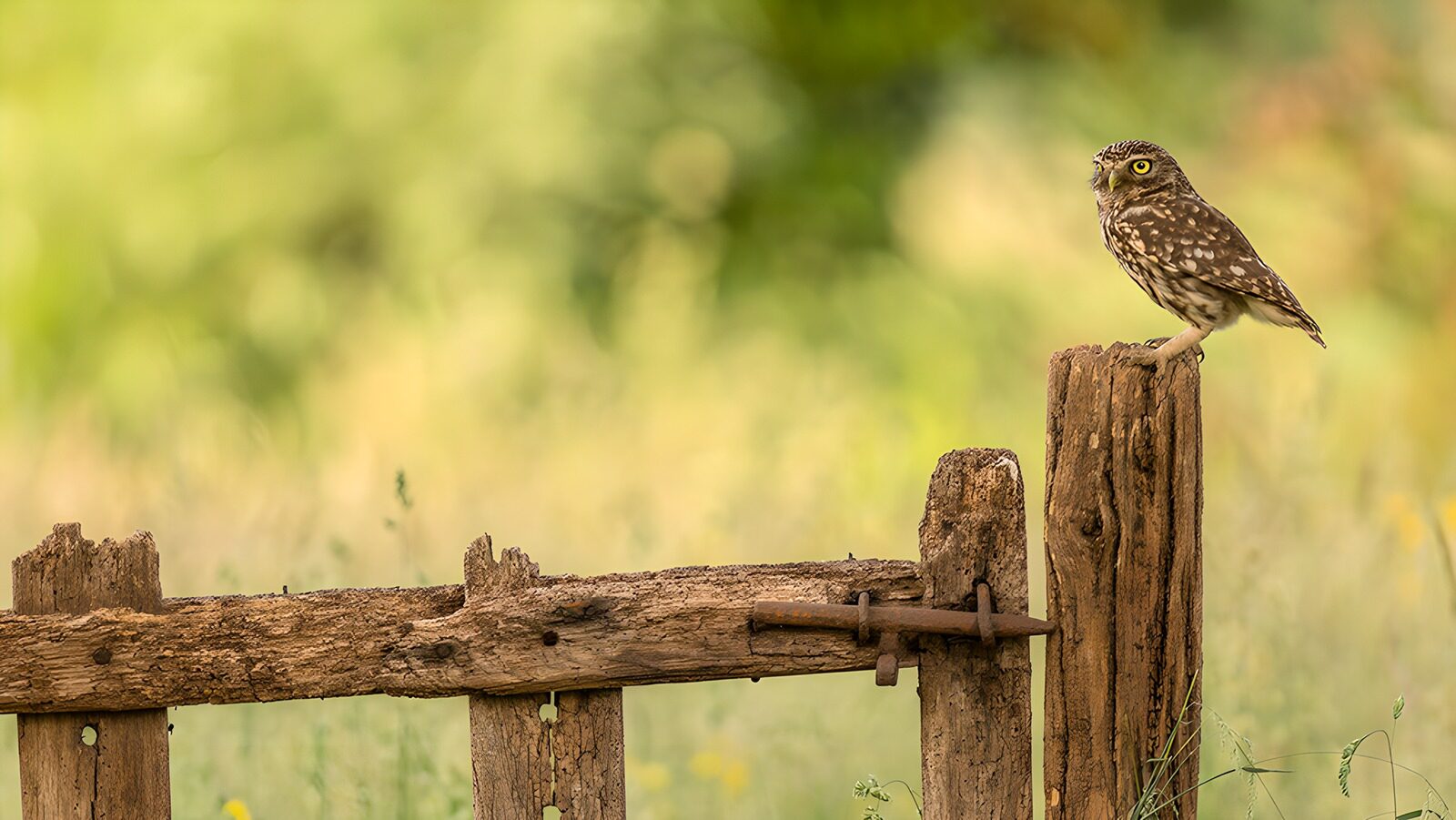 OCCOM5492738: Owl on a Rustic Fence Post