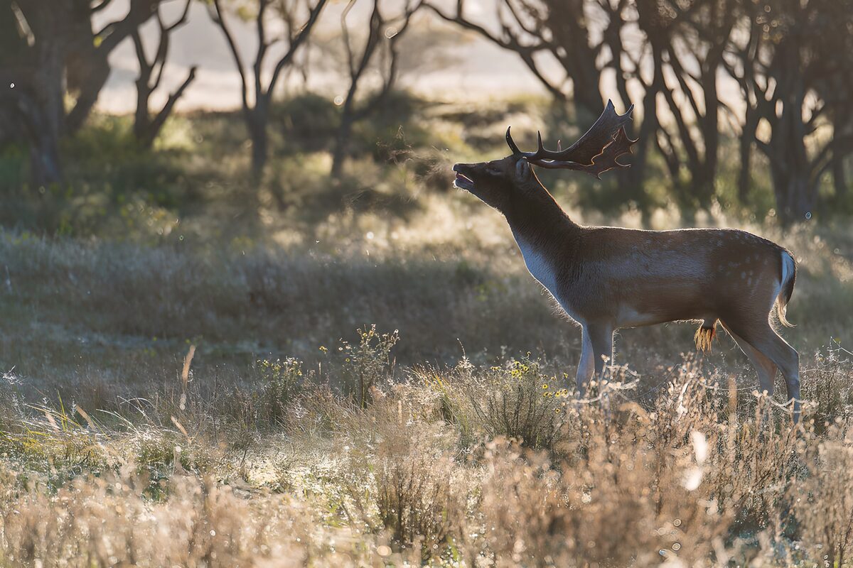 Majestic Deer in Morning Light