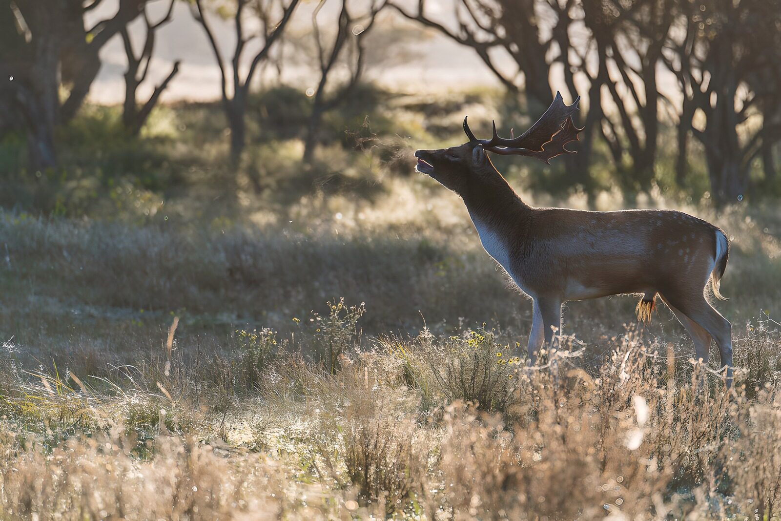 OCCOM9733122: Majestic Deer in Morning Light