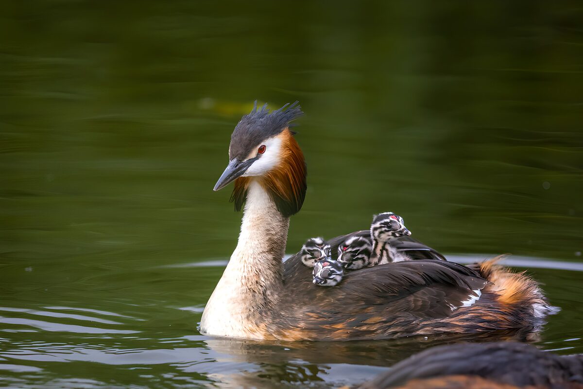 Adult Grebe with Chicks on Back