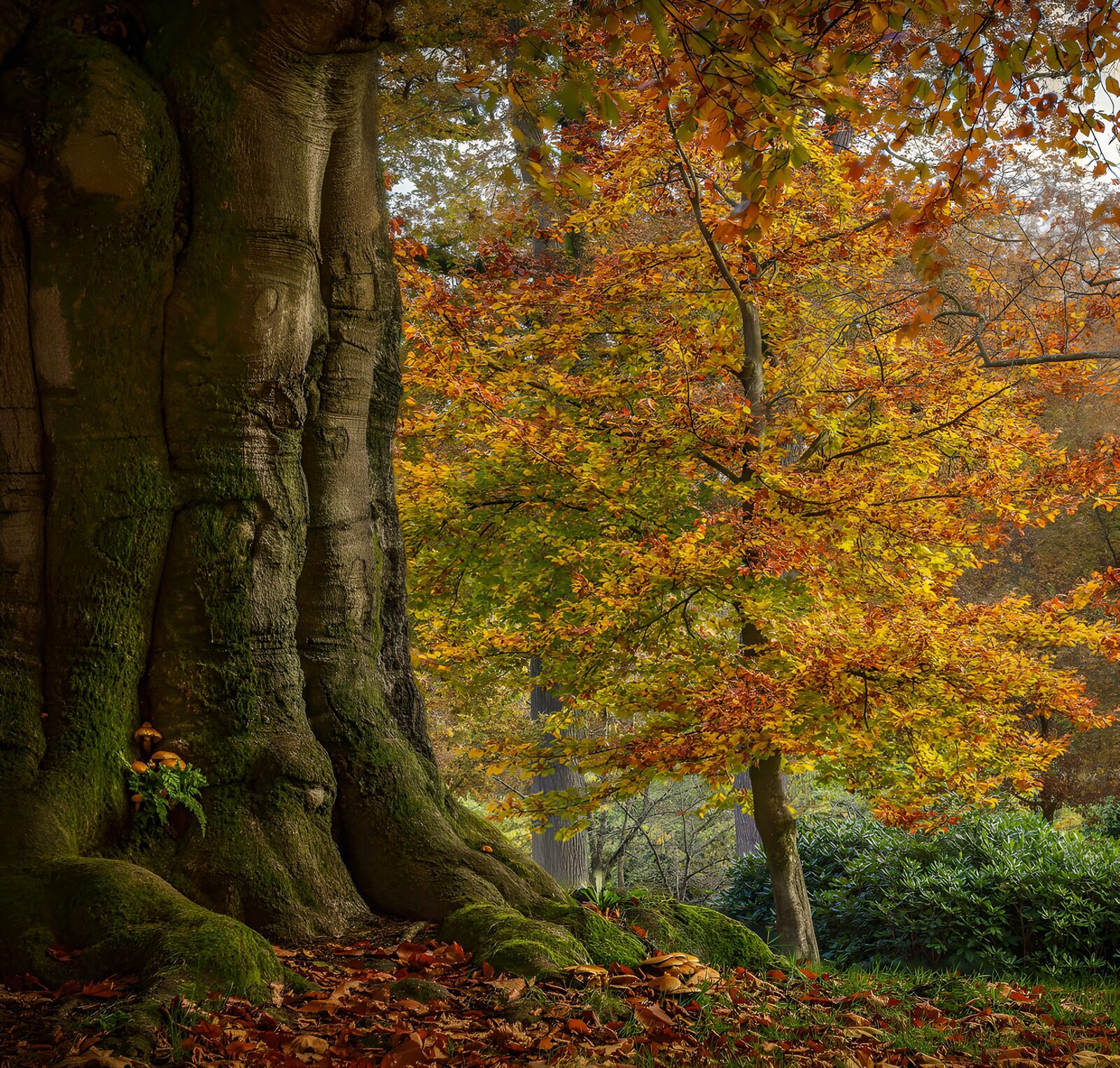 OCCOM1802665: Autumn Majesty: A Tree's Embrace