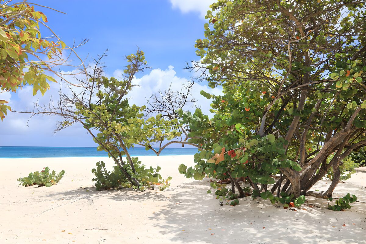 OCCOM8773921: Tranquil Beach Scene with Lush Foliage