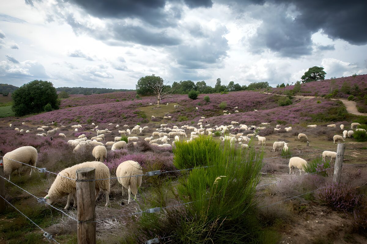 OCCOM8862417: Sheep Grazing in Purple Heather Fields