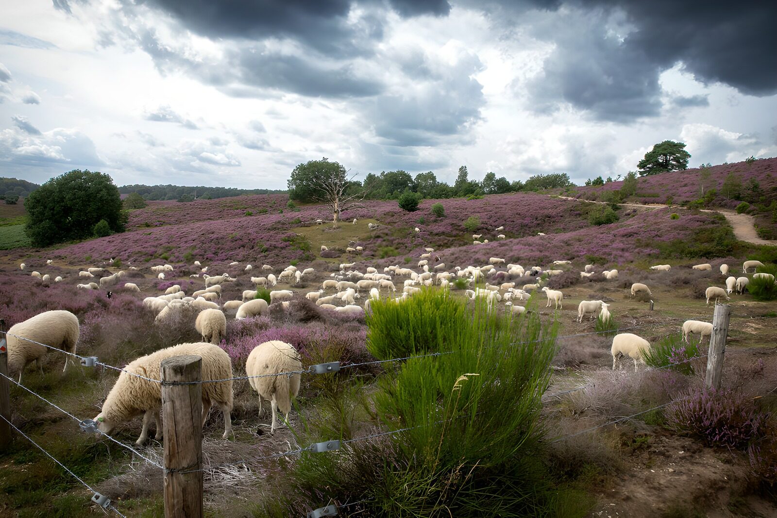 OCCOM8862417: Sheep Grazing in Purple Heather Fields