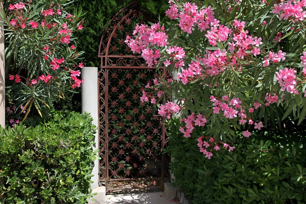 OCCOM5288969: Elegant Garden Gate with Blooming Flowers
