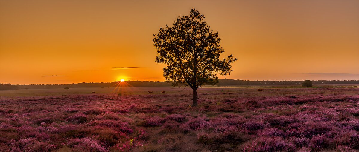 Serene Sunset Over Purple Heather Fields