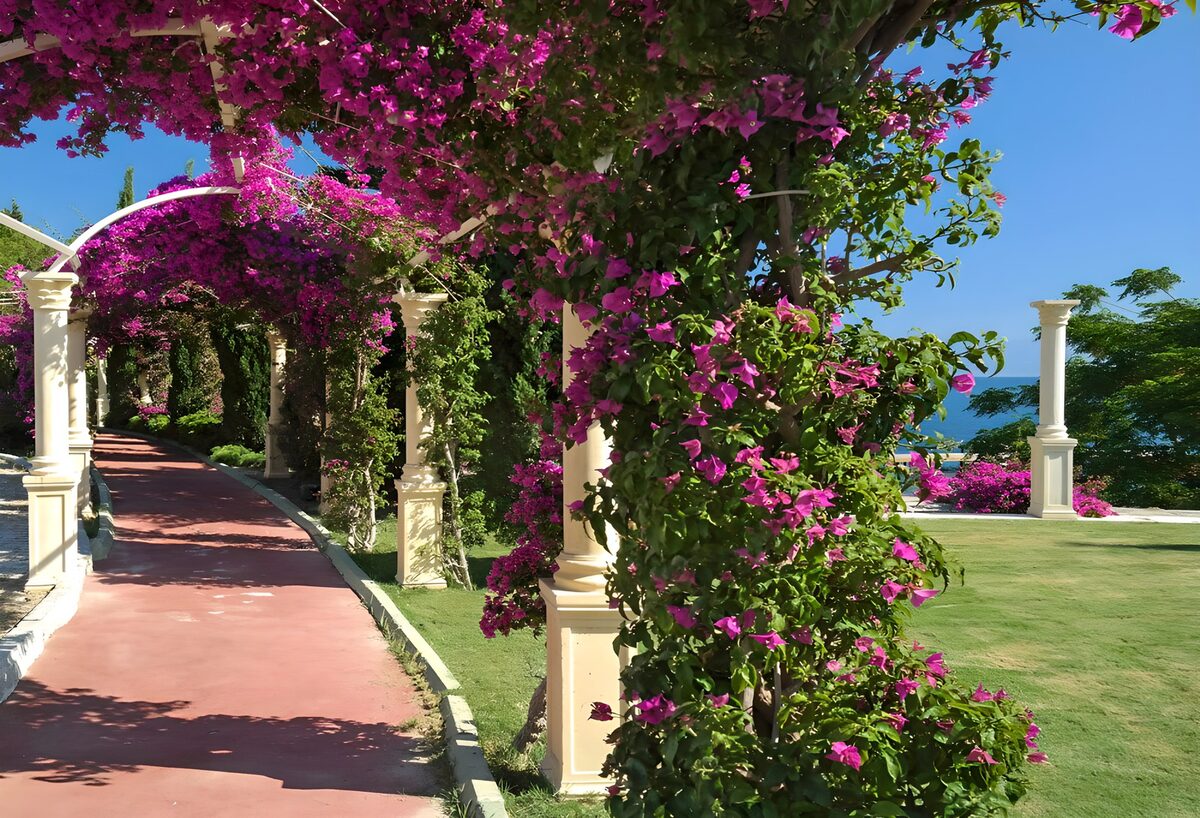Serene Bougainvillea Pathway