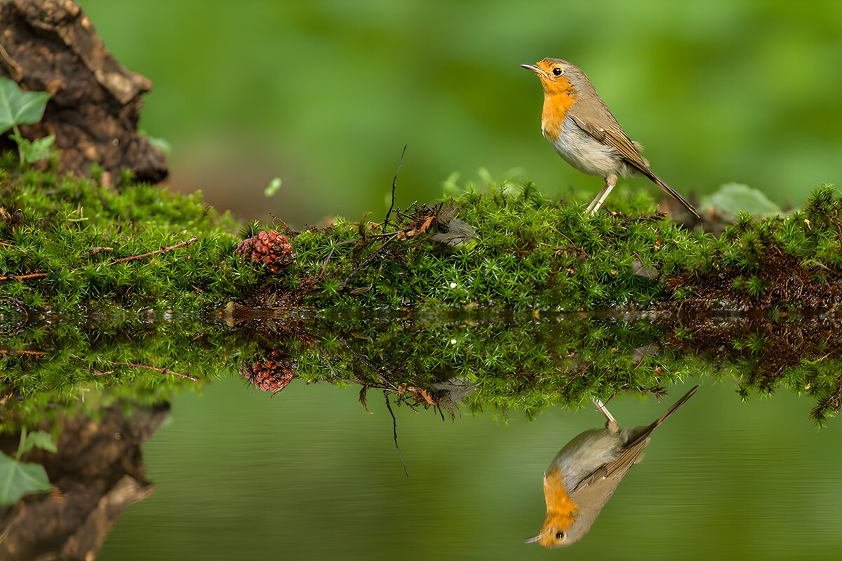 Reflective Moments of a Robin