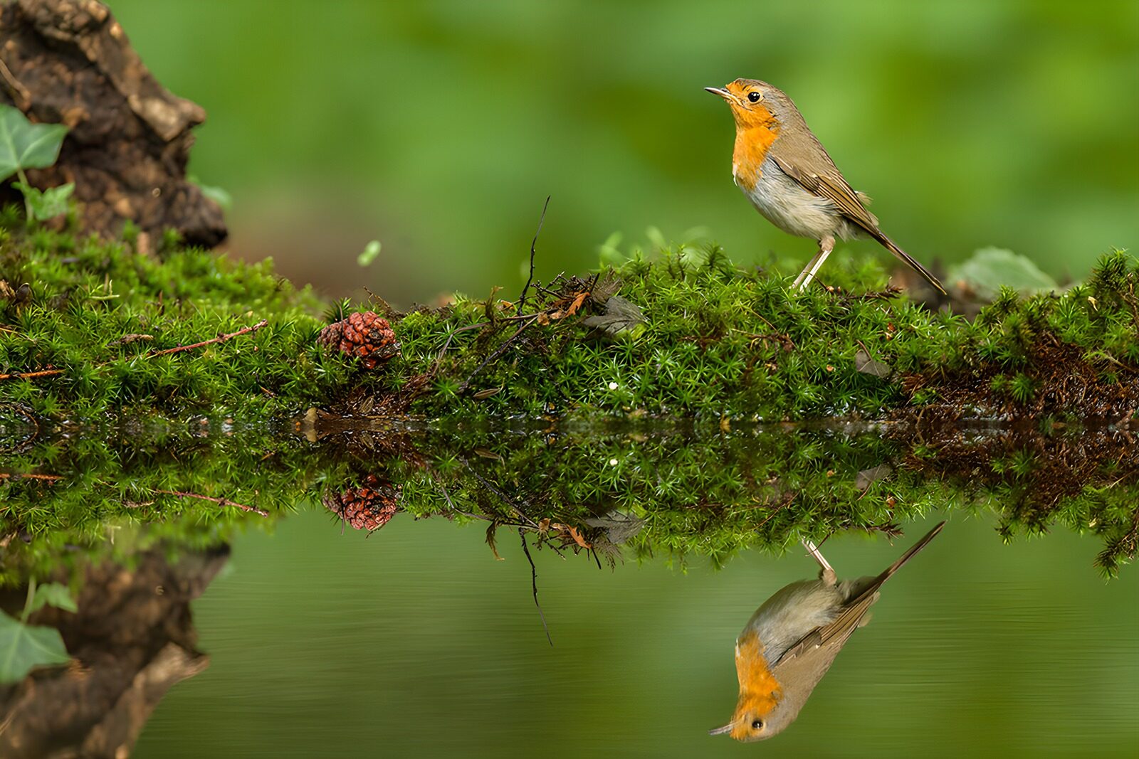 OCCOM2556509: Reflective Moments of a Robin