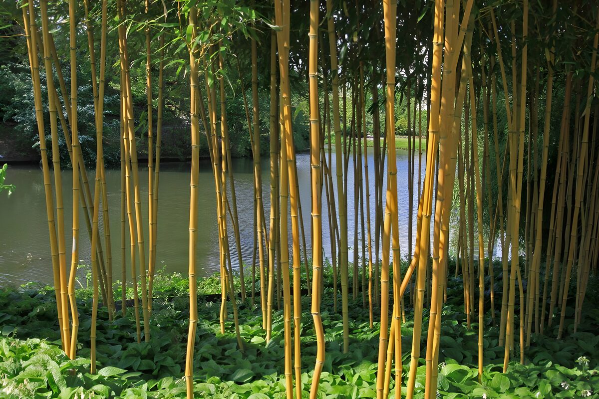 Serene Bamboo by the Water