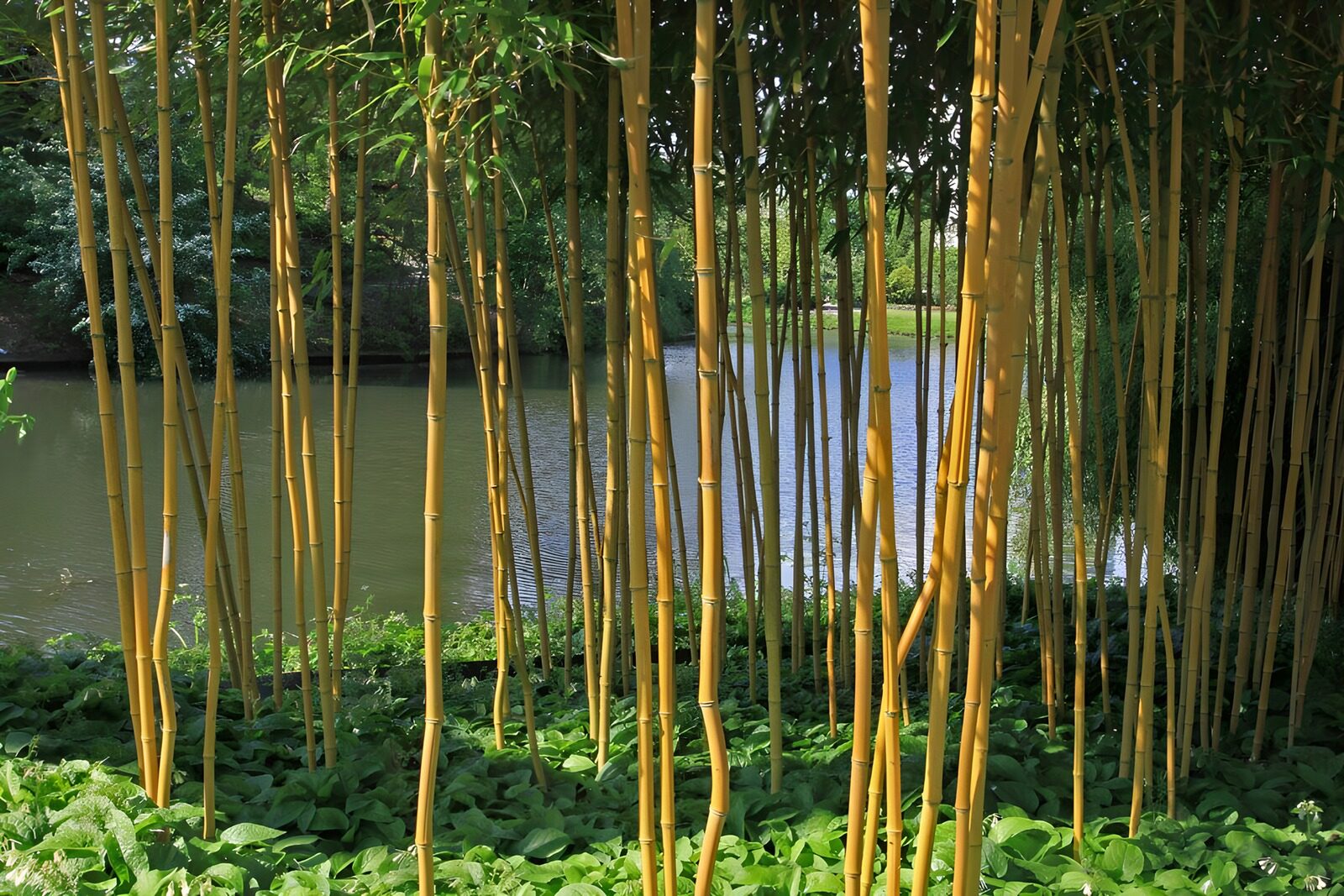 OCCOM3076169: Serene Bamboo by the Water