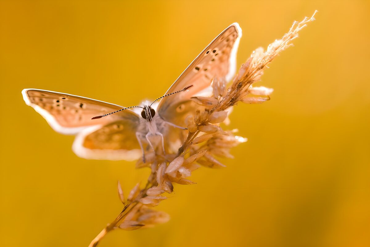 Delicate Butterfly in Golden Light