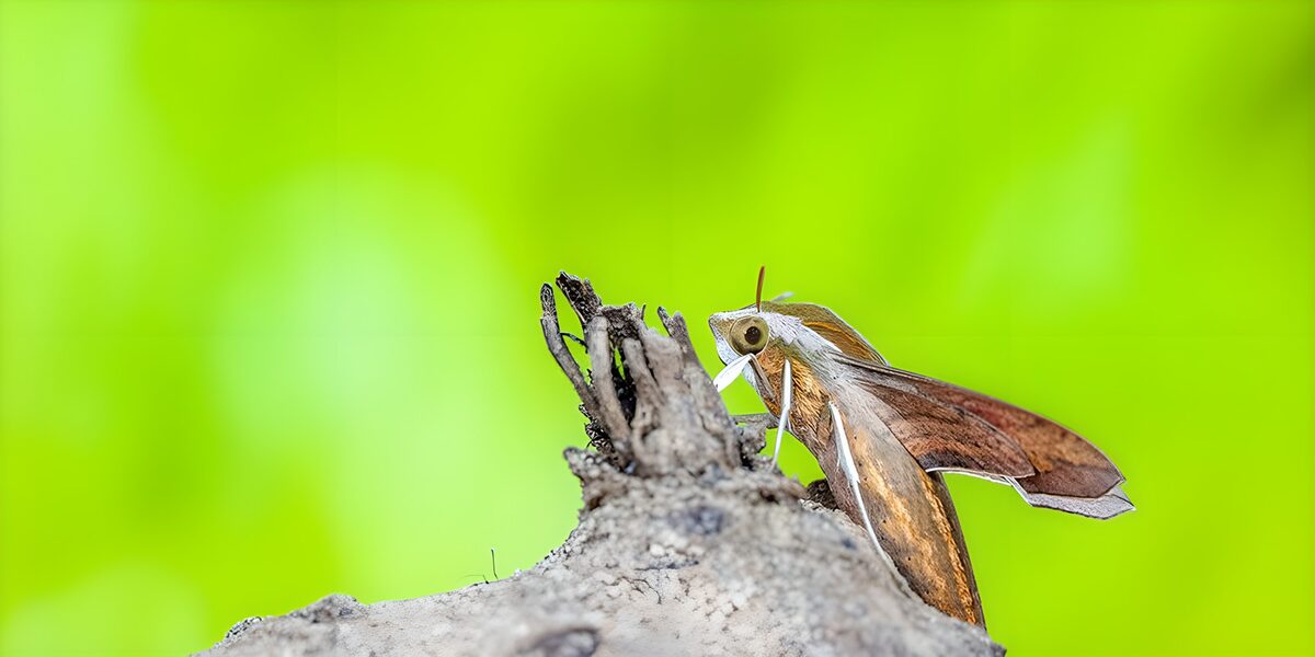 Camouflaged Moth on a Branch