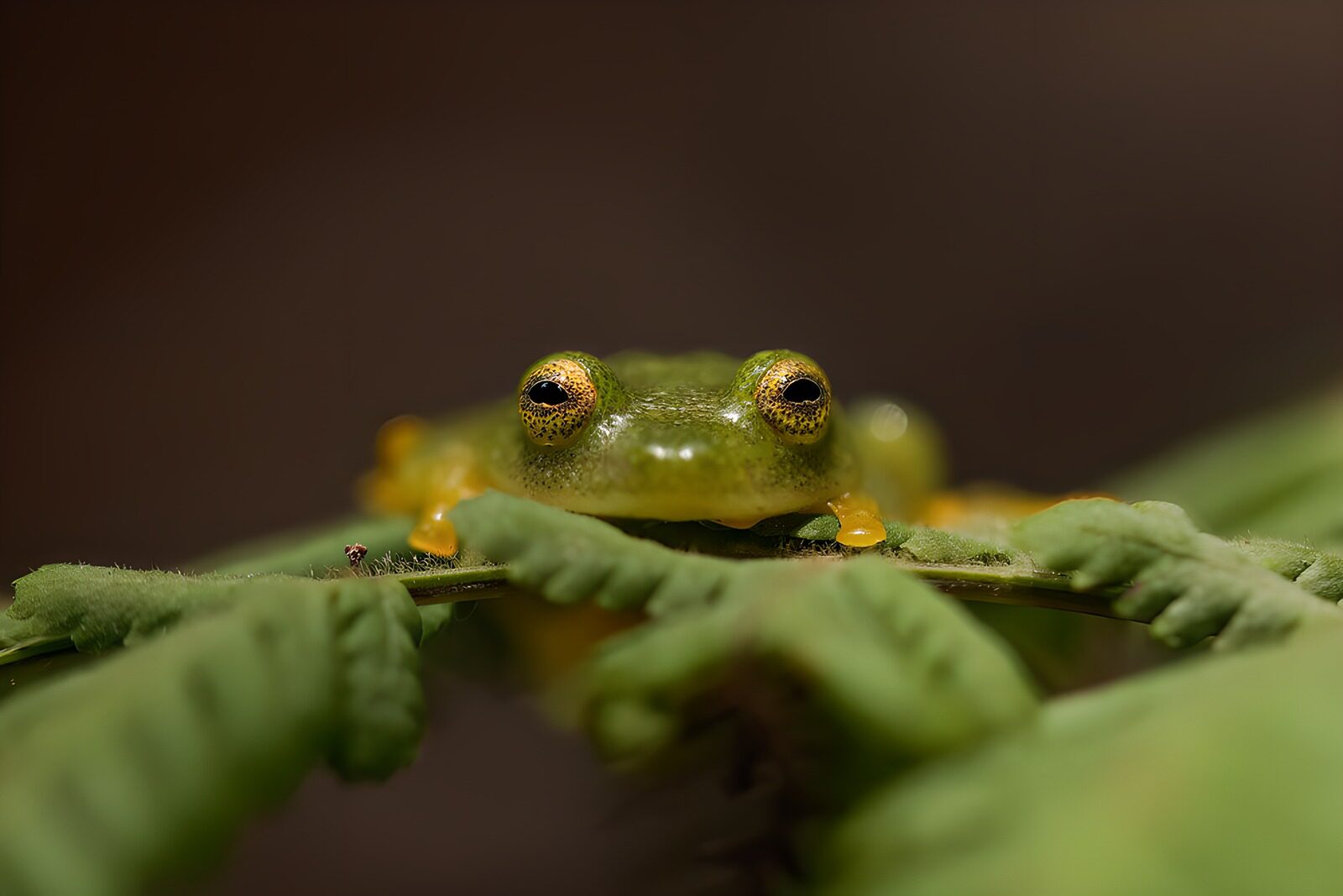 OCCOM2112932: Serene Green Frog on Fern