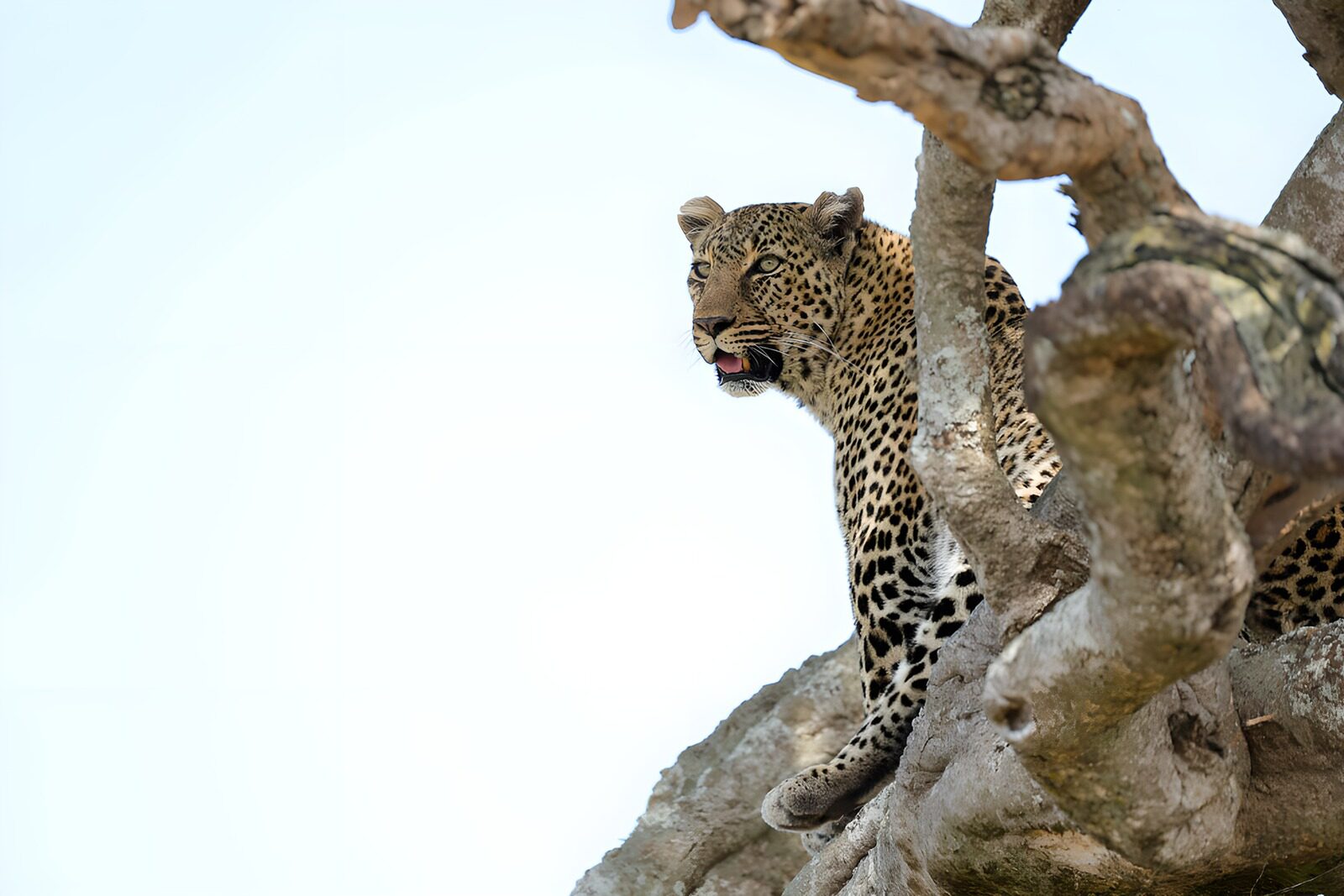 OCCOM2941229: Elegant Leopard Observing from a Tree