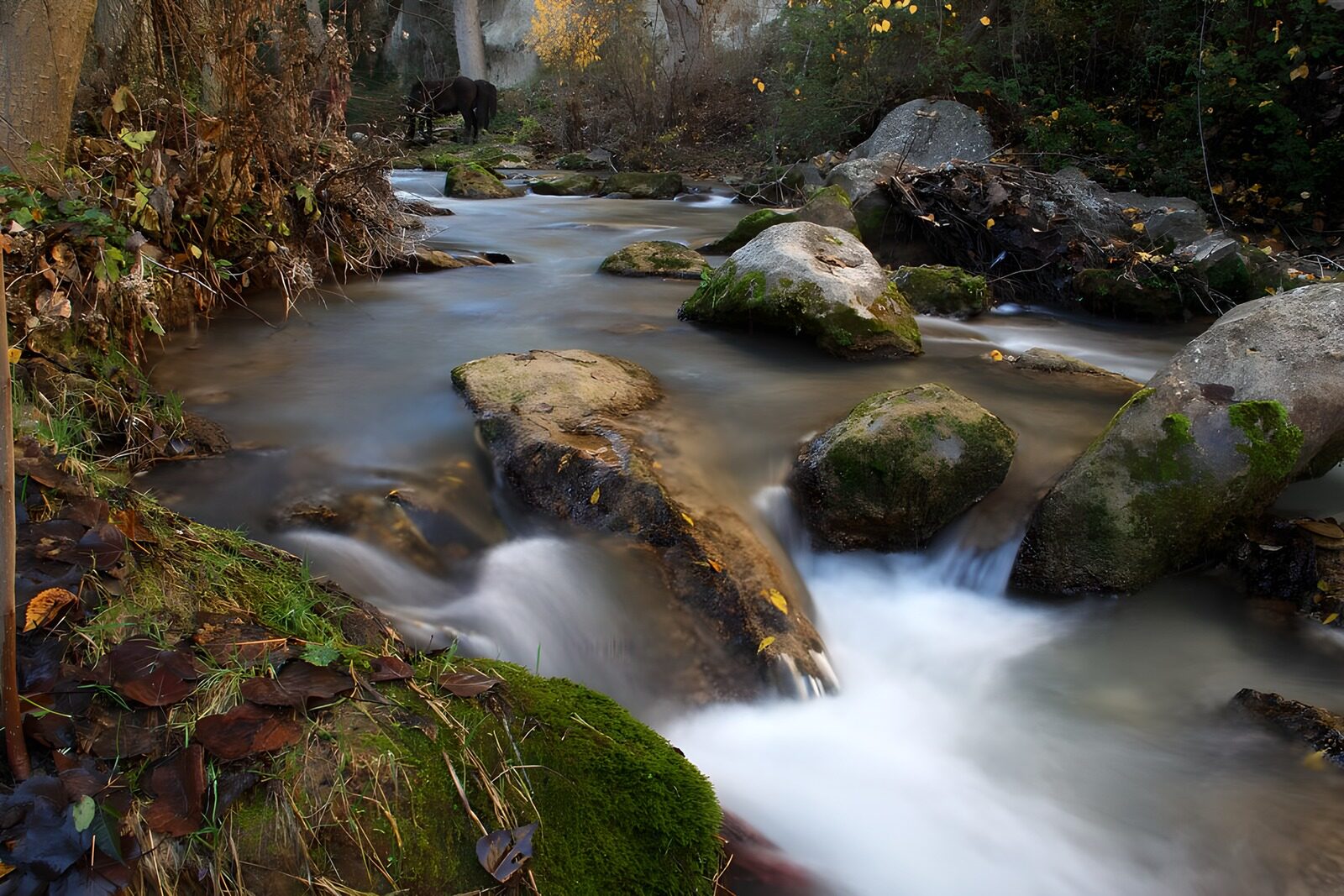 OCCOM1335015: Serene Stream in a Forested Landscape