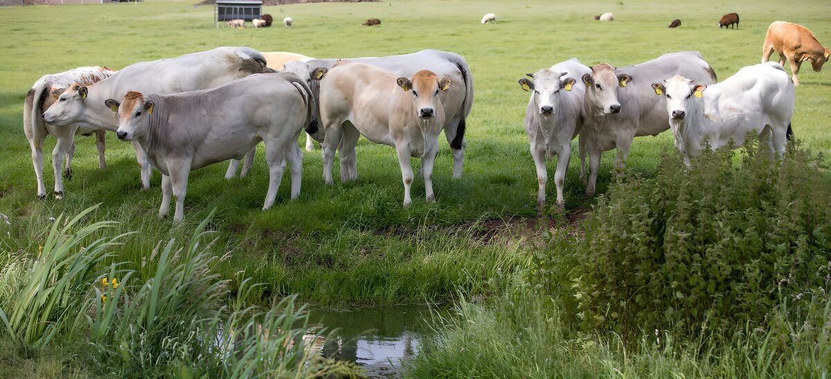 Pastoral Scene with Cows