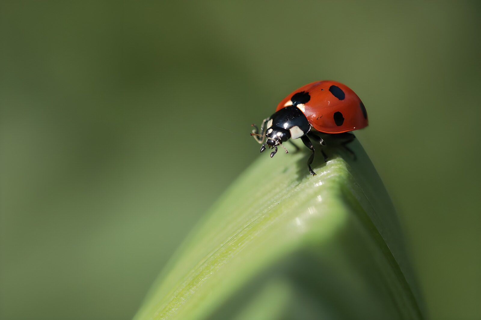 OCCOM6586342: Vibrant Ladybug on a Leaf
