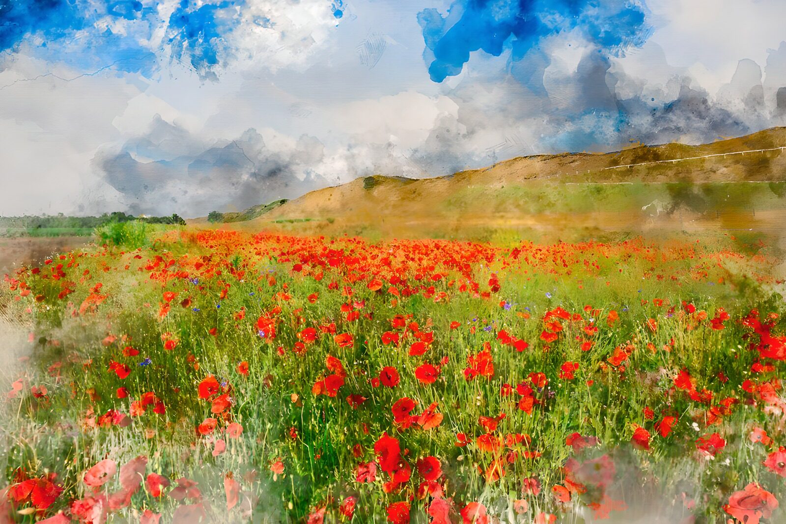 OCCOM9976716: Vibrant Poppy Landscape