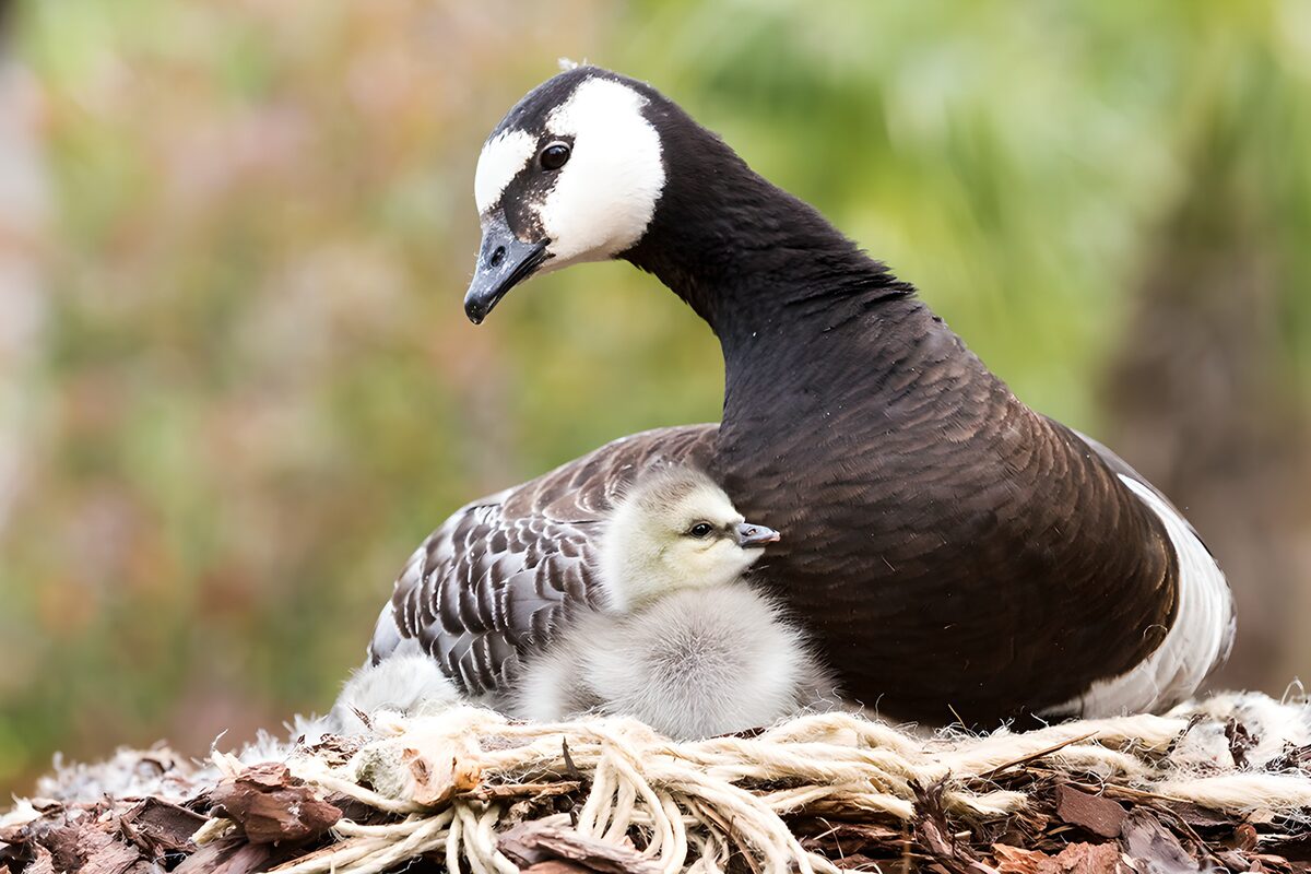 Bonding Moments: Goose and Gosling