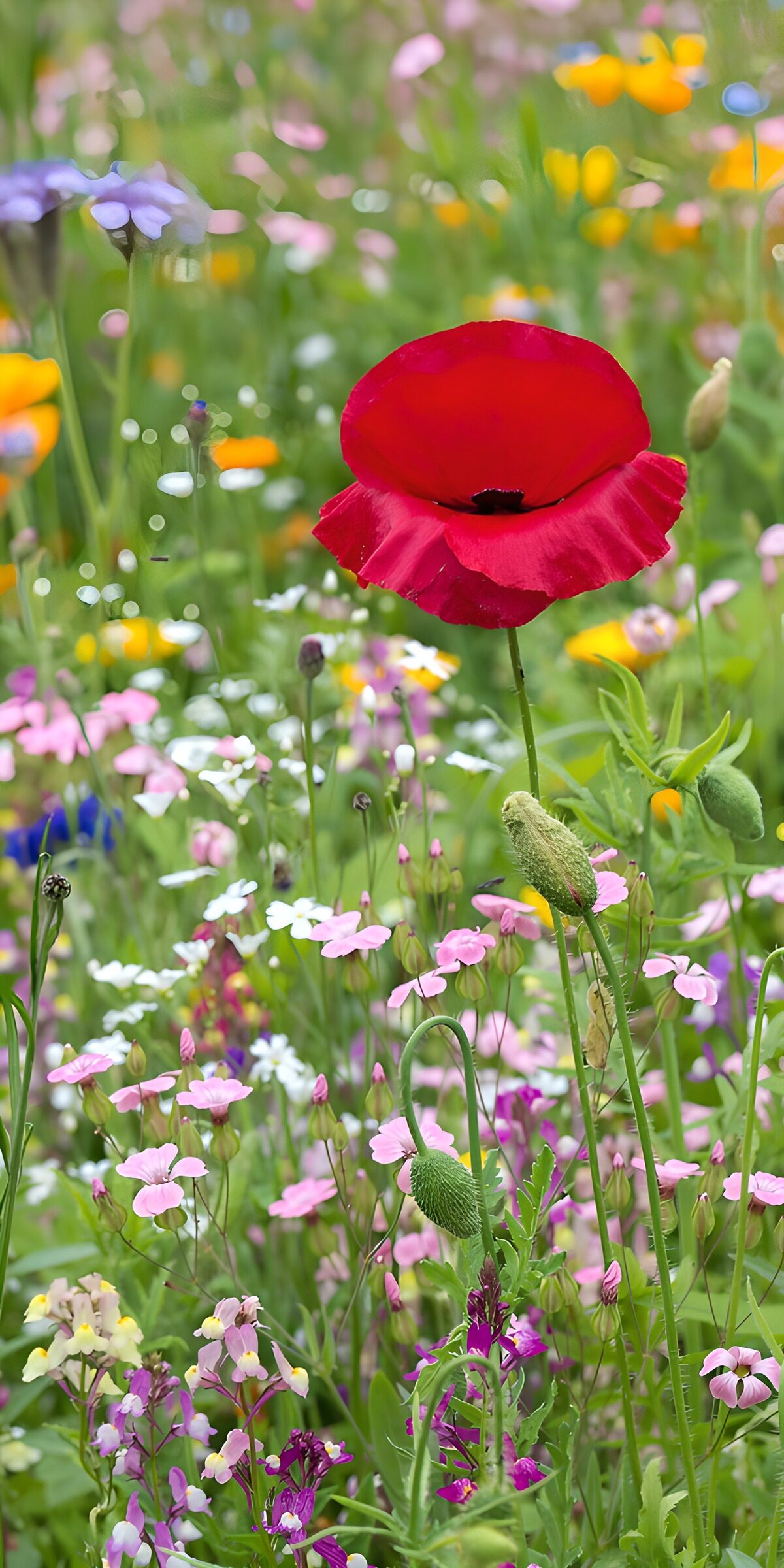 OCCOM9757301: Vibrant Poppy Among Wildflowers