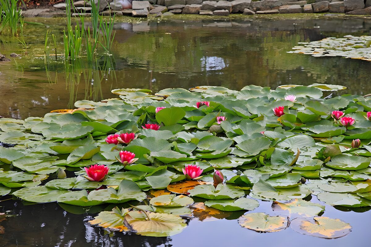 Tranquil Water Lily Pond