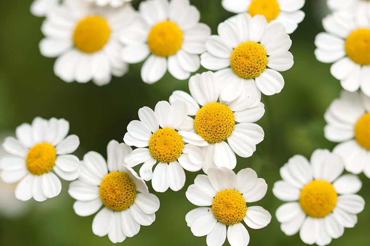 Charming White Daisies in Bloom