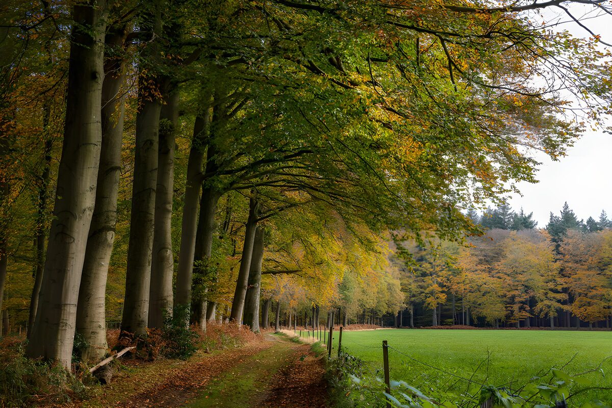 Autumn Serenity in the Forest
