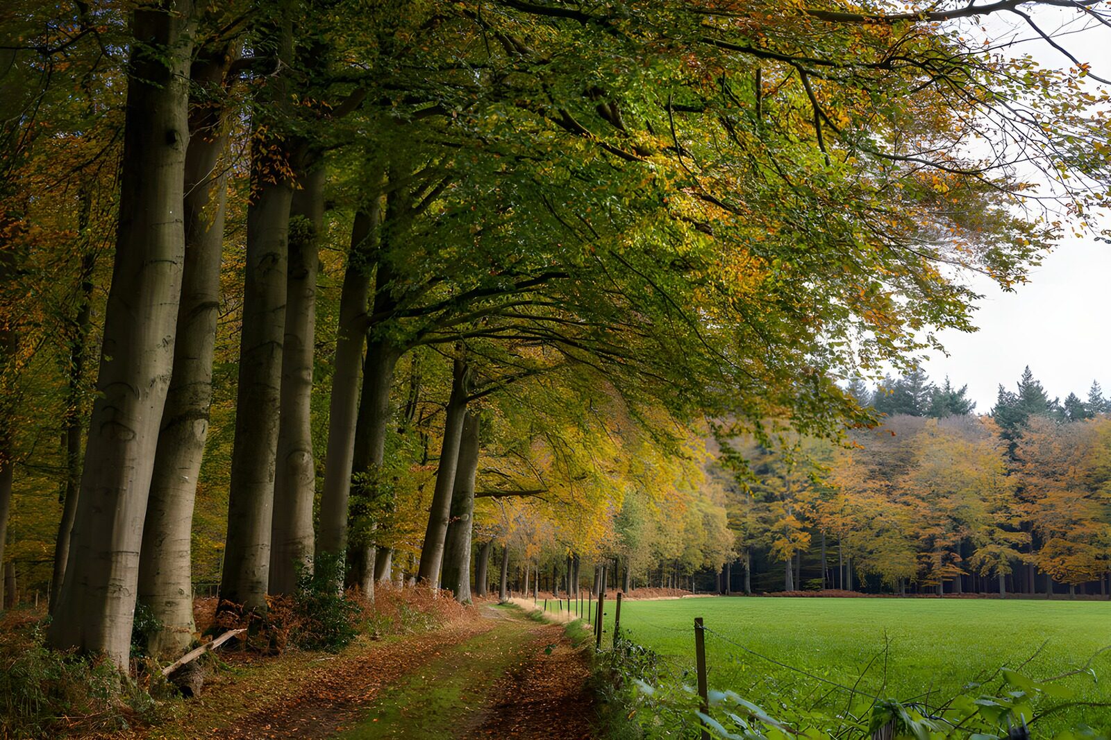 OCCOM5761532: Autumn Serenity in the Forest