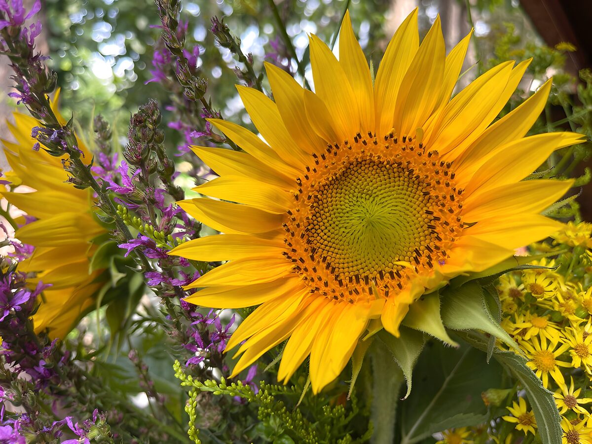 Vibrant Sunflower Close-up