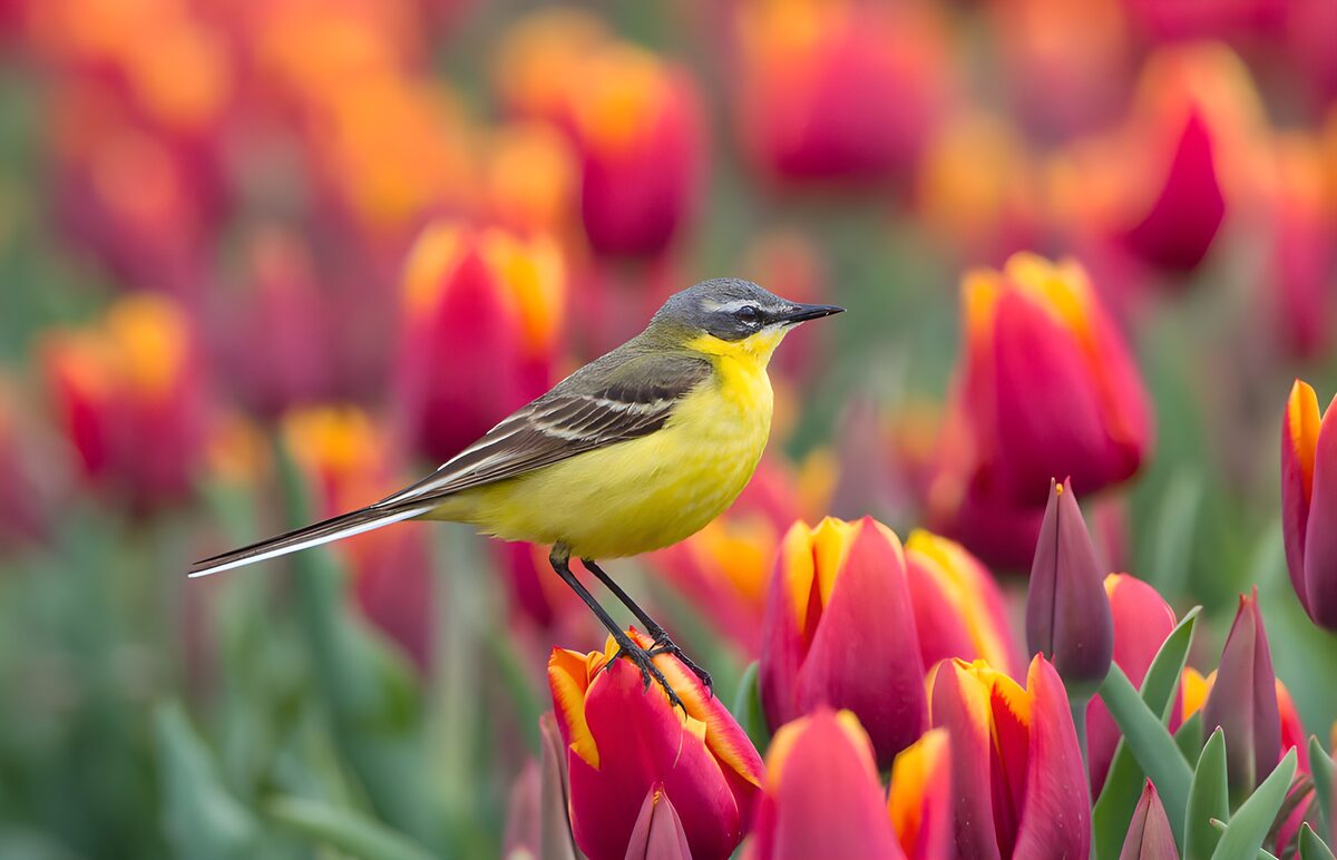 OCCOM4817018: Yellow Wagtail Amidst Vibrant Tulips