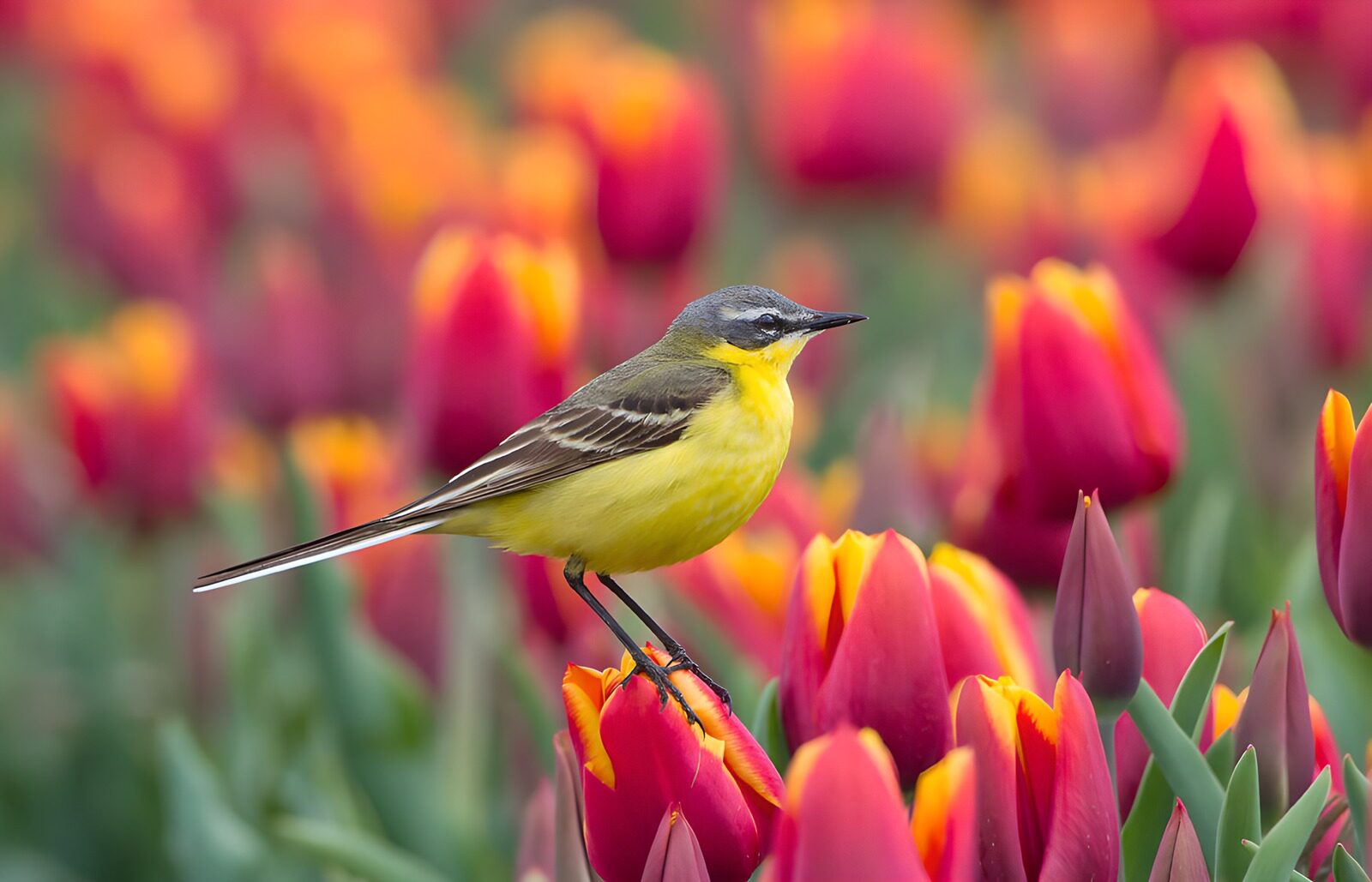 OCCOM4817018: Yellow Wagtail Amidst Vibrant Tulips