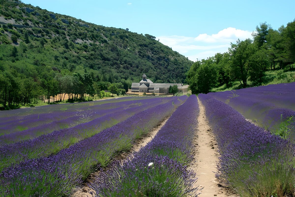 Lavender Fields of Serenity