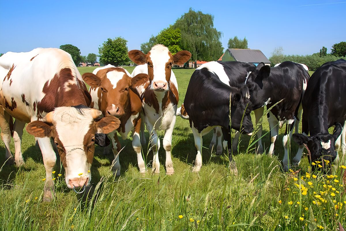 Playful Cows in a Green Pasture