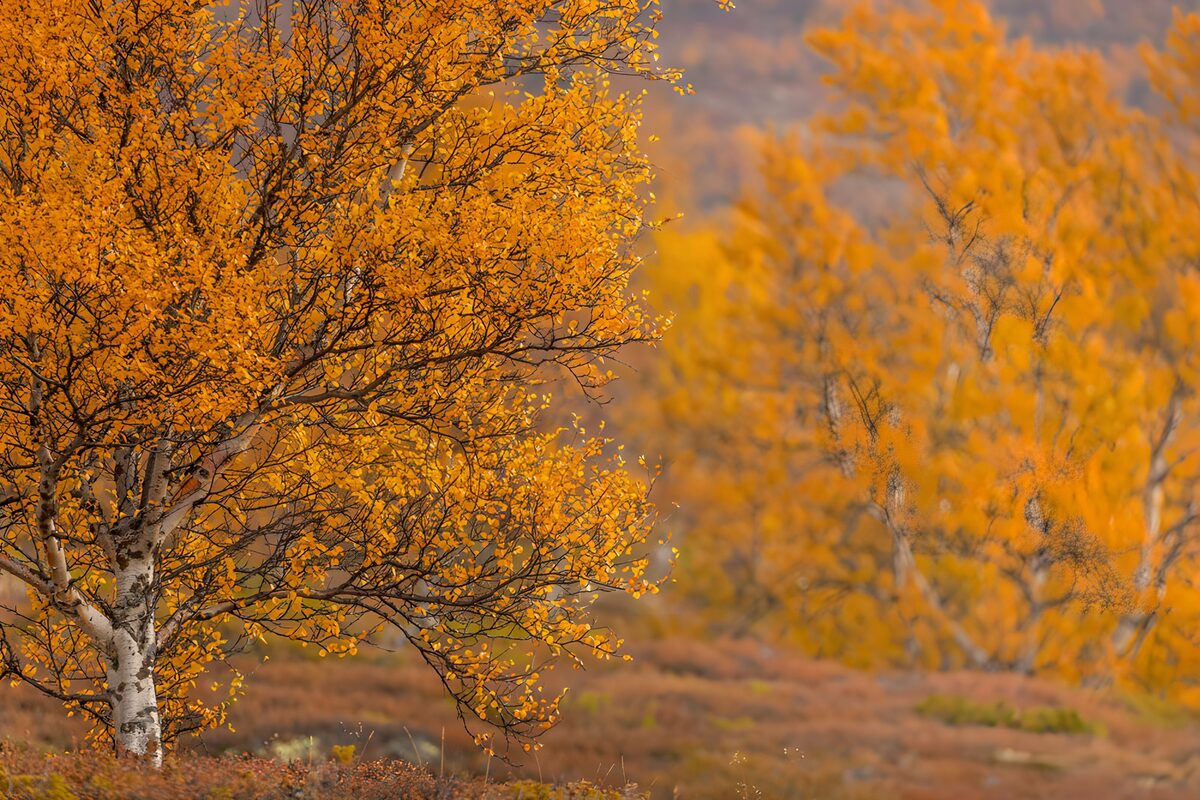 Autumn Bliss in Golden Hues