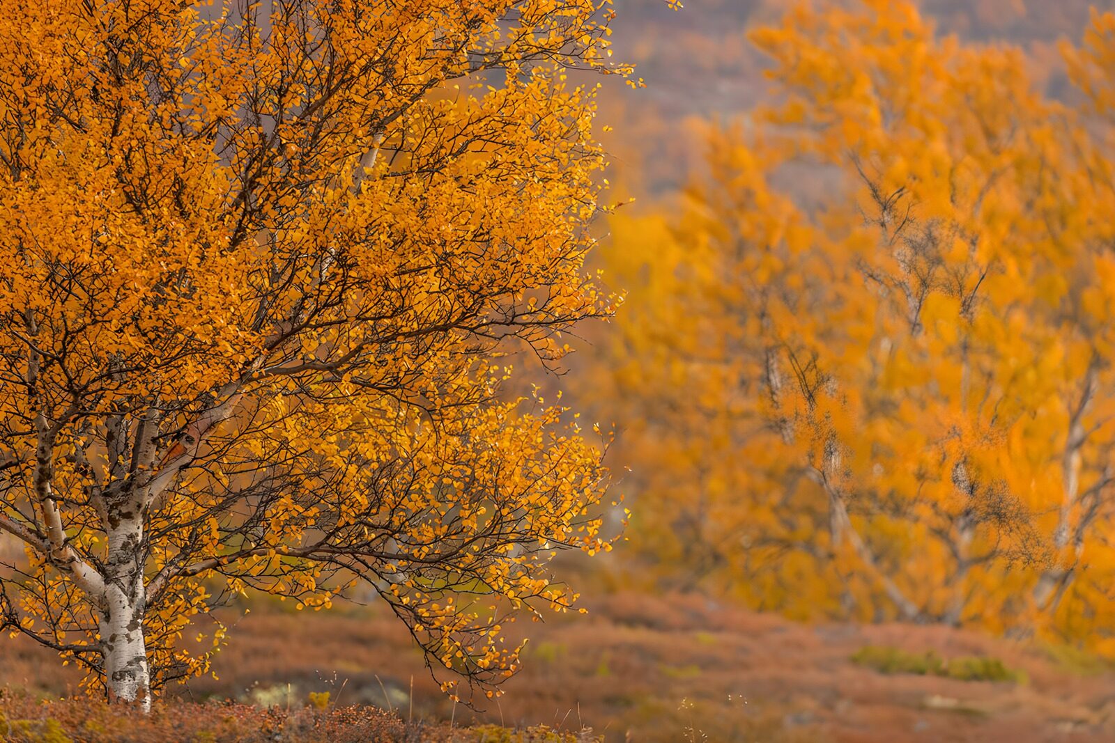 OCCOM2535935: Autumn Bliss in Golden Hues