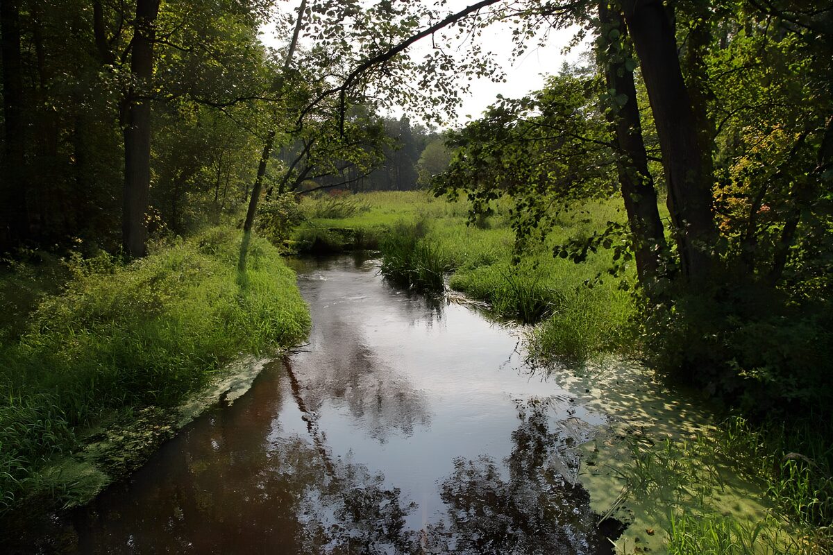 Serene Stream in Lush Green Surroundings