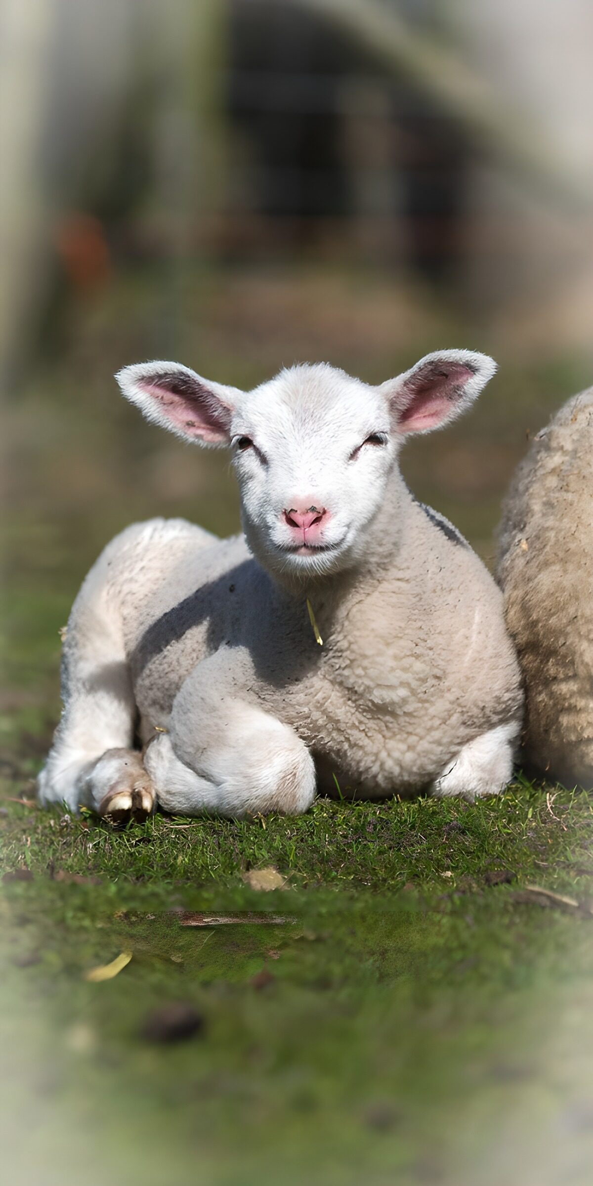 OCCOM5627386: Playful Lamb Relaxing in the Sun