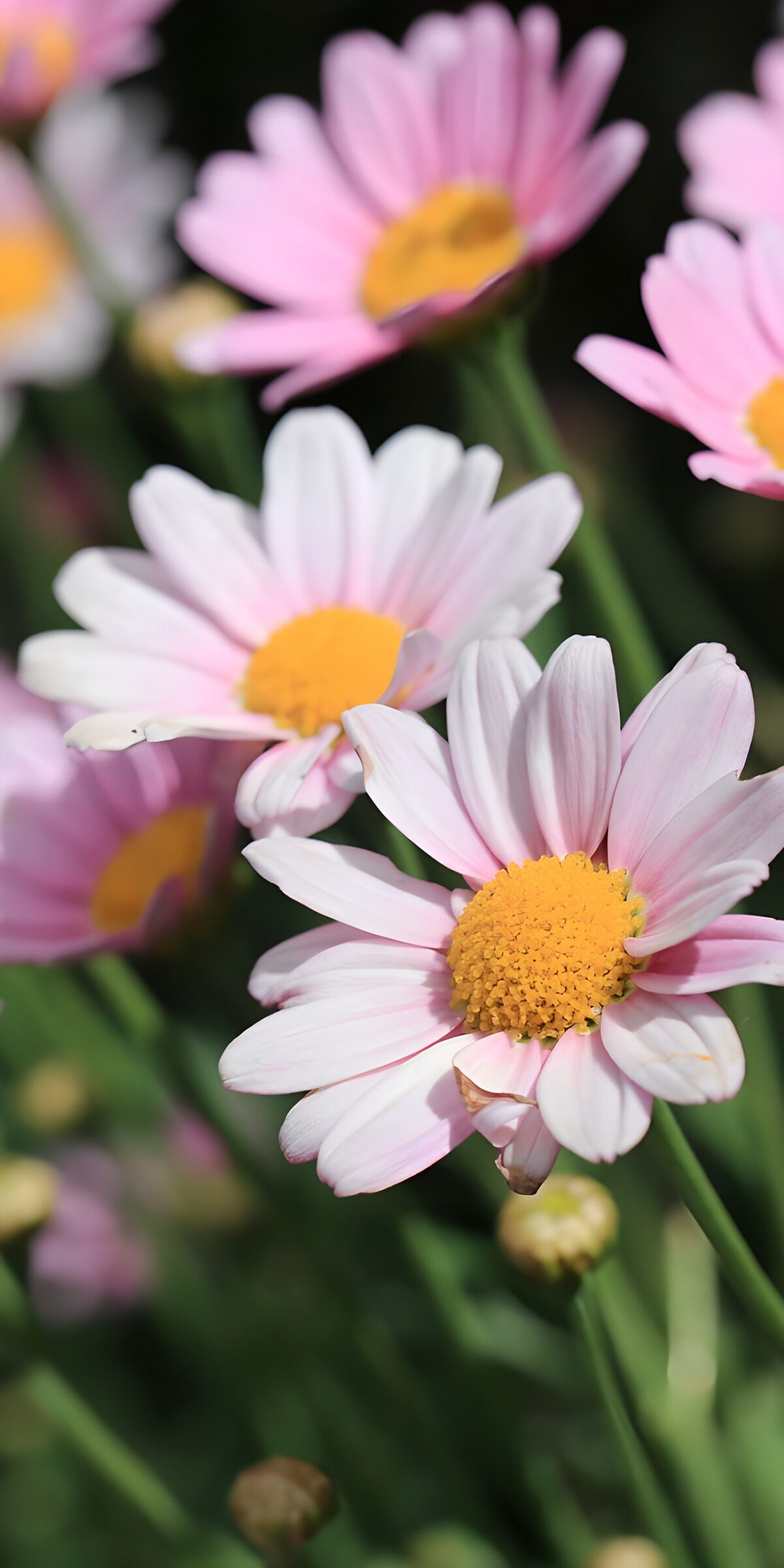 OCCOM8227499: Pink Daisies in Bloom